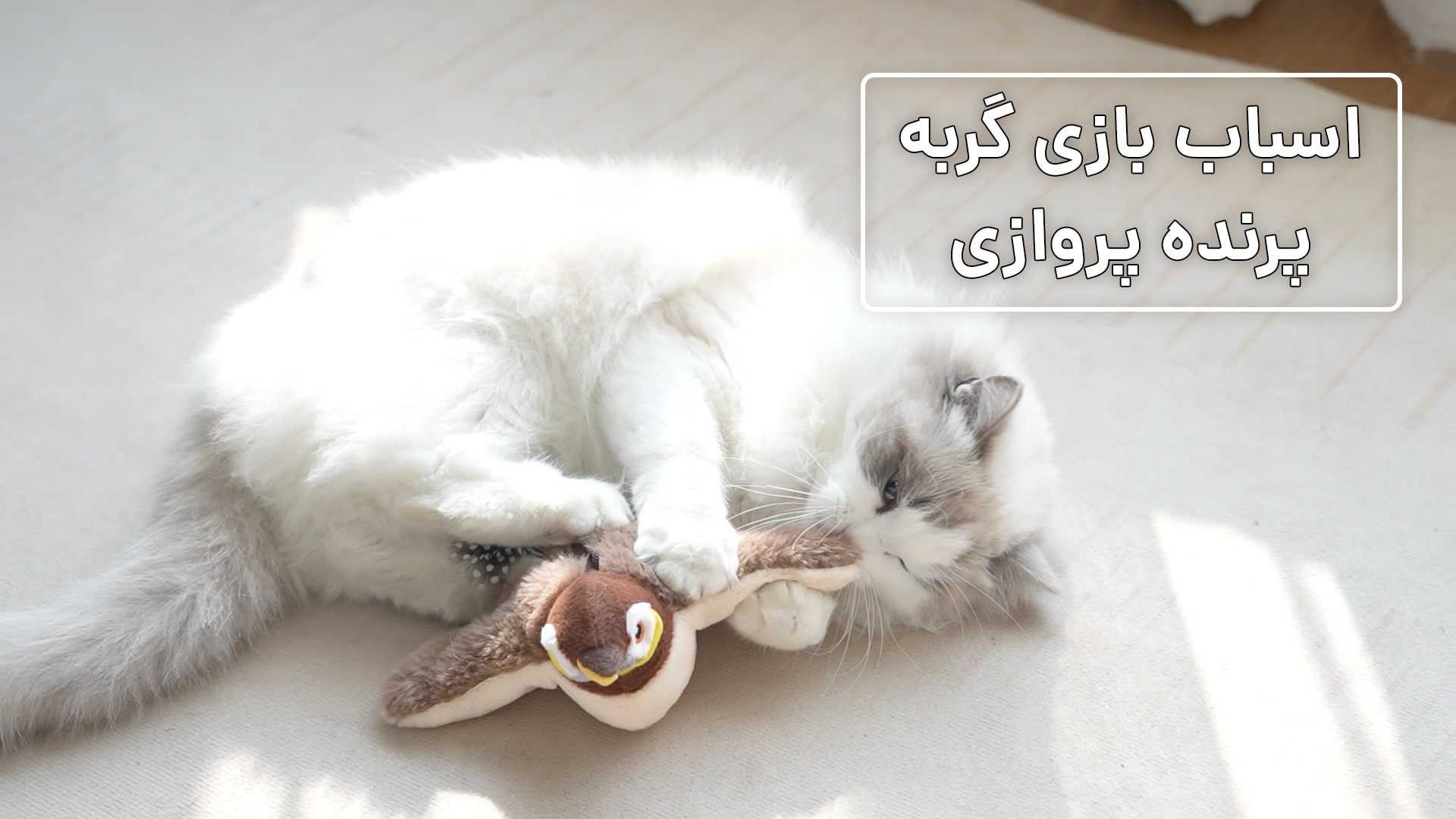 اسباب بازی پرنده پروازی برای گربه